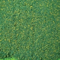 Blended Green Grass Mat