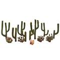 1/2"- 2-1/2" Cactus Plants
